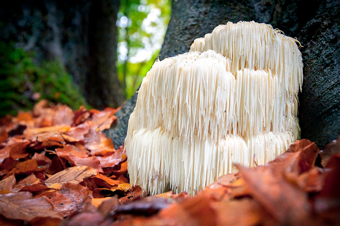 Focus on: il fungo Hericium