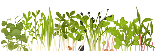 Alimentazione vegana - IoBoscoVivo Srl