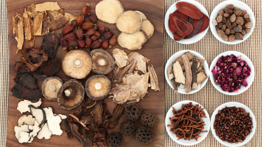 Quali sono i funghi medicinali più conosciuti?