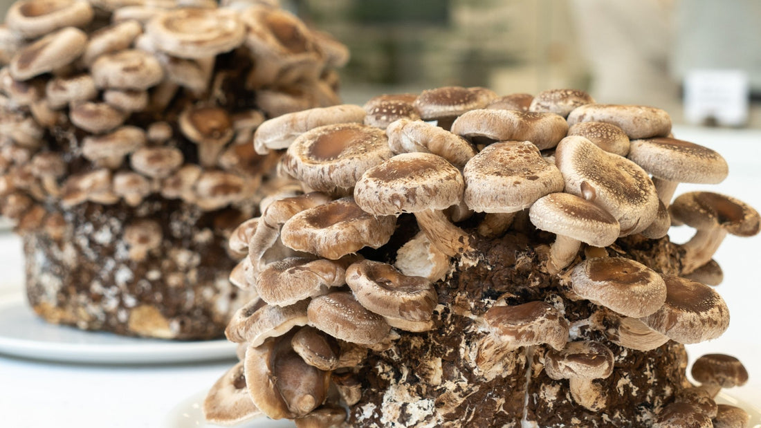 Perchè proprio FUNGHI MEDICINALI? - IoBoscoVivo Srl