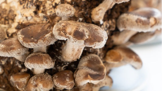 Perché proprio i funghi Shiitake?
