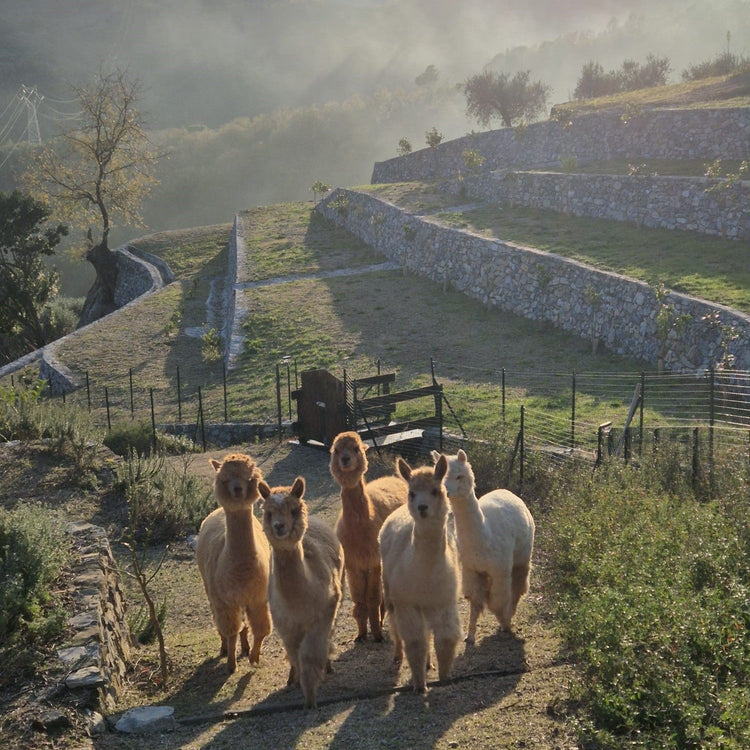 La nostra azienda agricola nel cuore della Liguria