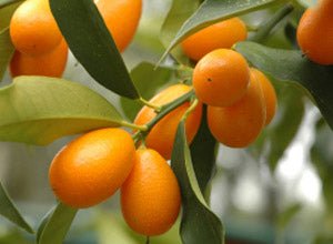 Kumquat Bio - 250g - IoBoscoVivo Srl